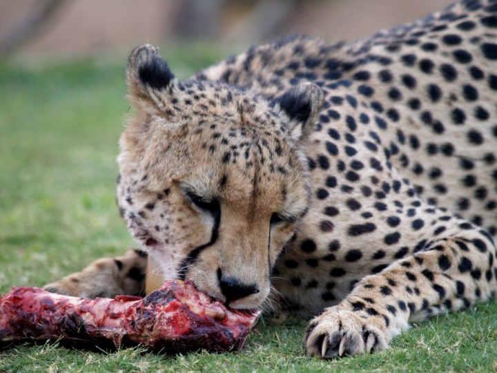 Sawana is dining